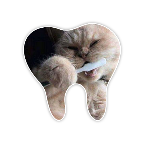 Floor  Decal 24"W x 24"H Tooth