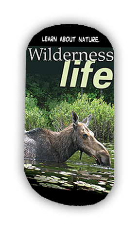 Wedge DD-Shaped Sign  3mm Rigid 36"W x 72"H