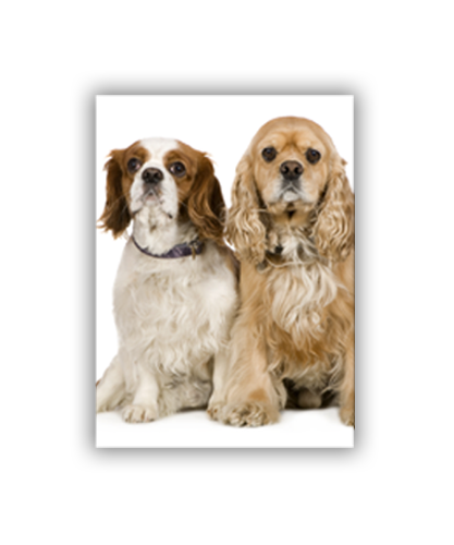 Trappa 2-2 Snap-Edge 100# Text Gloss Poster  11"W x 14"H