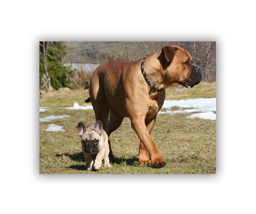 Trappa 2-4 Snap-Edge 100# Text Gloss Poster 16"H x 20"W