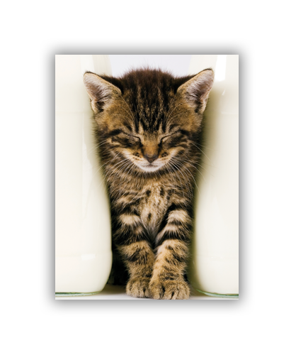 Trappa 2-4 Snap-Edge 100# Text Gloss Poster 16"W x 20"H