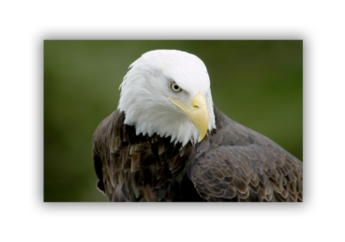 Trappa 2-6 Snap-Edge Paper Poster 24"H x 36"W