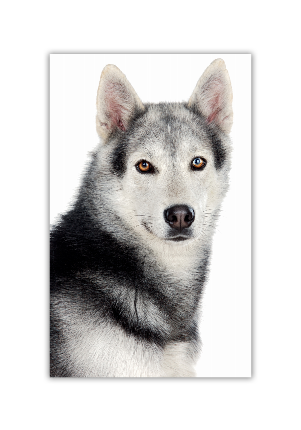 Trappa 2-6 Snap-Edge Paper Poster 24"W x 36"H