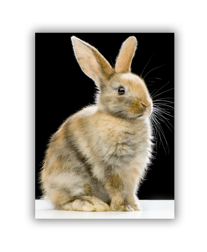 Trappa 2-8 Snap-Edge Paper Poster 24"W x 30"H