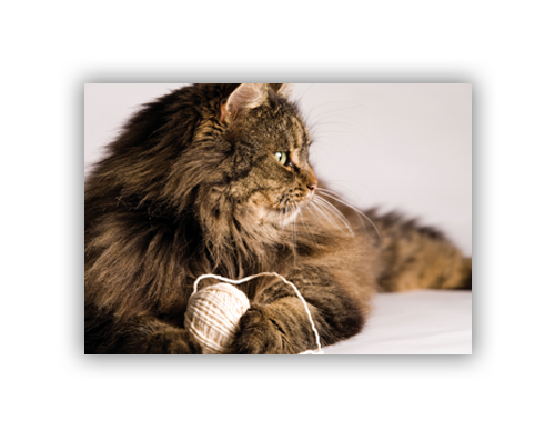 Trappa 2-9 Snap-Edge Paper Poster 30"H x 40"W