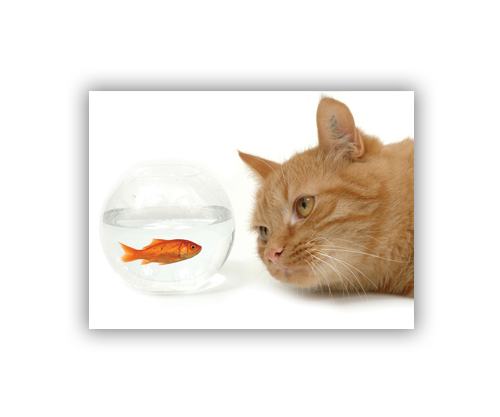 Trappa 2-2 Snap-Edge 100# Text Gloss Poster 11"H x 14"W