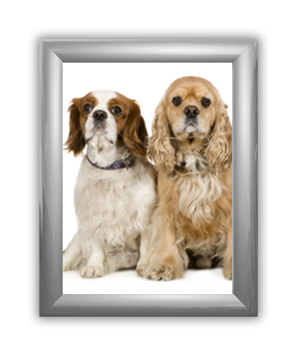 Trappa 2-2 Snap-Edge Poster Frame Kit with Graphics 11"W x 14"H