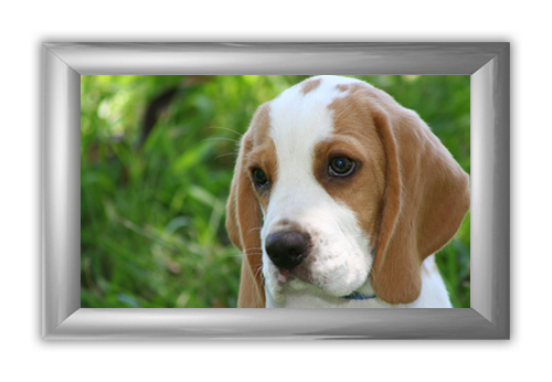 Trappa 2-3 Snap-Edge Poster Frame Kit with Graphics 14"H x 22"W