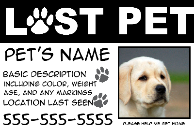 Lost Pet White Paws