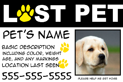 Lost Pet White Paws